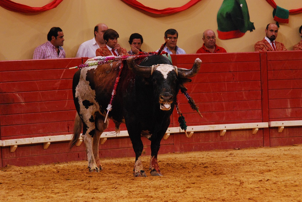 Palha Arena D'Évora