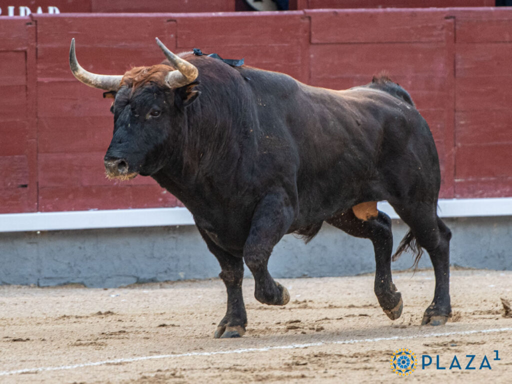 Palha - Plaza1